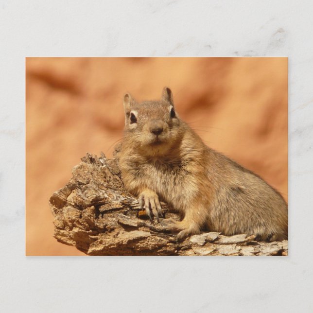 Postal Cute chipmunk (Anverso)