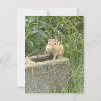 Postal Cute Chipmunk