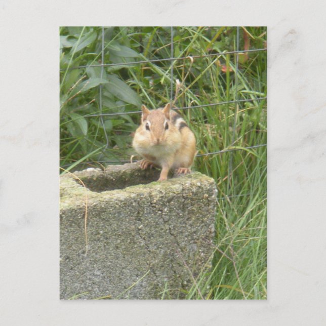 Postal Cute Chipmunk (Anverso)