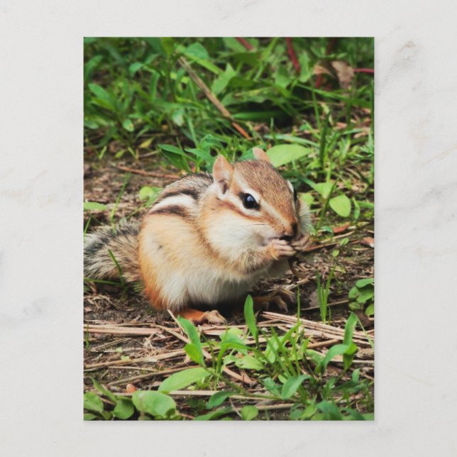 Postal Cute Chipmunk (Anverso)