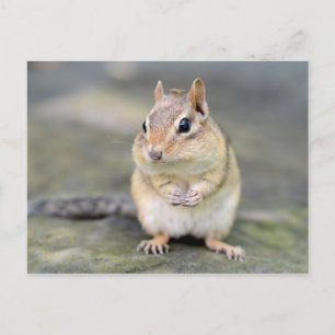 Postal Cute Chipmunk con amigo malo