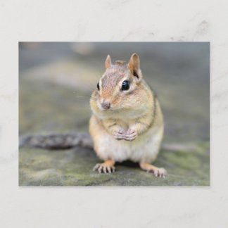 Postal Cute Chipmunk con amigo malo