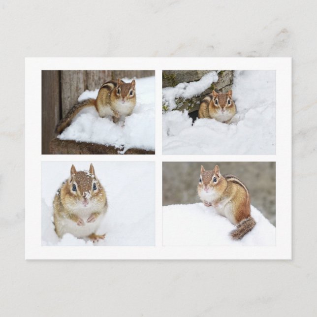 Postal Cute Chipmunk sentado en el Collage de fotos de Ni (Anverso)