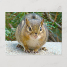 Postal Cute Chipmunk Tiene La Vista En Ti