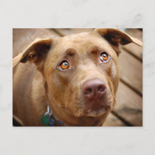 Postal Cute Chocolate Lab Pit Mix Dog Retrato 5