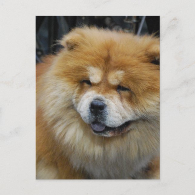 Postal Cute Chow Chow (Anverso)