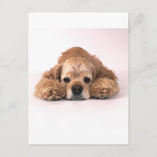 Postal Cute Cocker Spaniel
