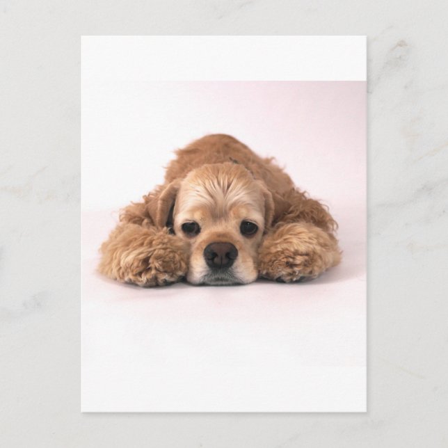 Postal Cute Cocker Spaniel (Anverso)