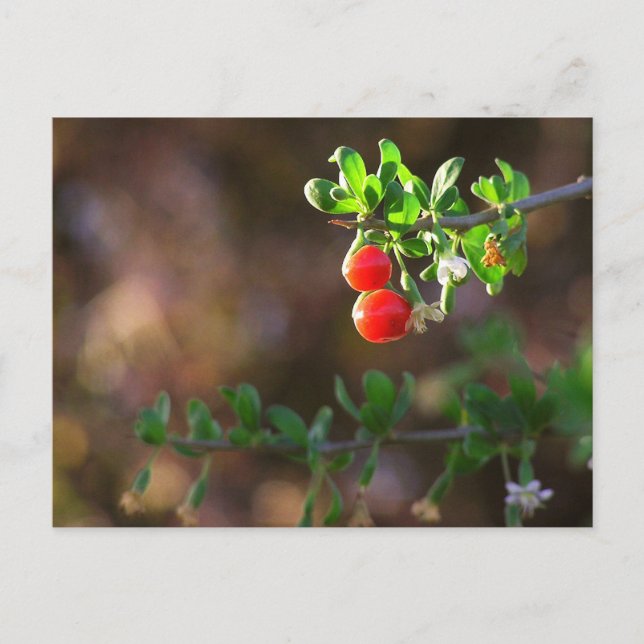 Postal Cute Couple Berries (Anverso)