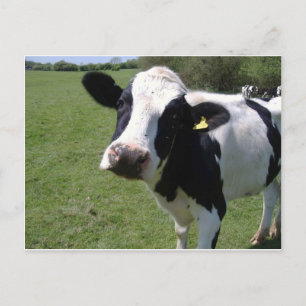 Postal Cute Cow