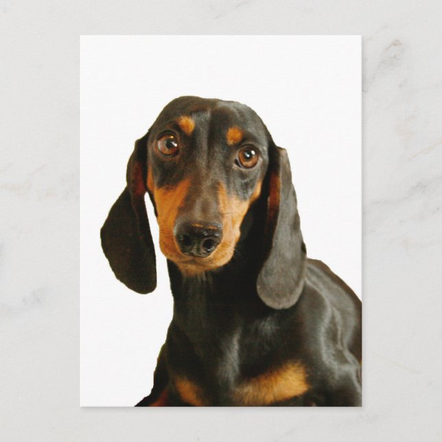 Postal Cute Dachshund (Corto Marrón Miniatura Haijado) (Anverso)