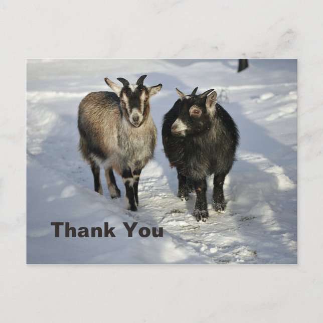 Postal Cute de cabras Nieve Foto Gracias (Anverso)