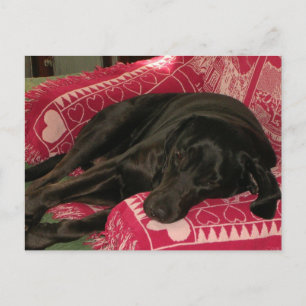 Postal Cute Dog 'Ojalá Estuvieras Aquí'