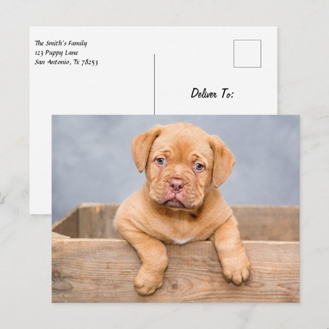 Postal Cute Dogue De Bordeaux Perro Cachorro (Anverso / Reverso)