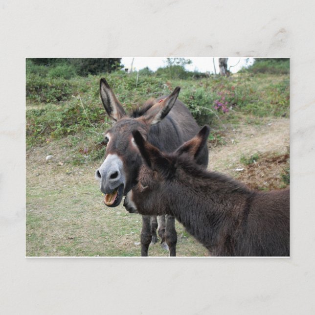 Postal Cute Donkeys Yawning (Anverso)