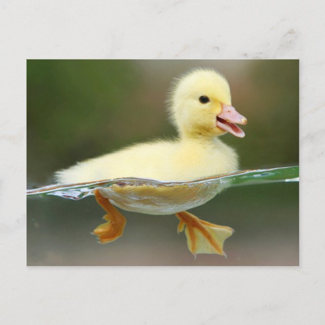 Postal Cute Duck Chick (Anverso)