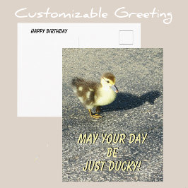 Postal Cute Duckling Happy Birthday Wildlife Photography