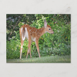 Postal Cute Fawn