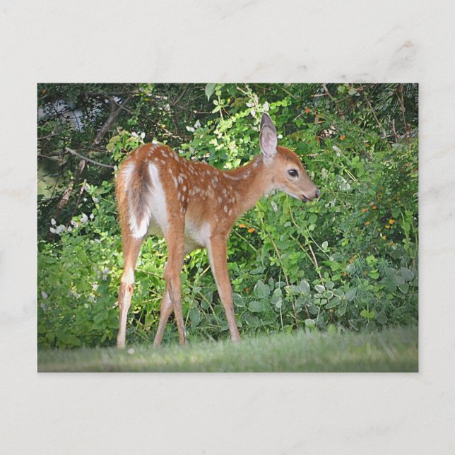 Postal Cute Fawn (Anverso)