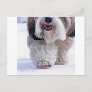 Postal Cute Fluffy Tibetano Terrier Paw de Nieve