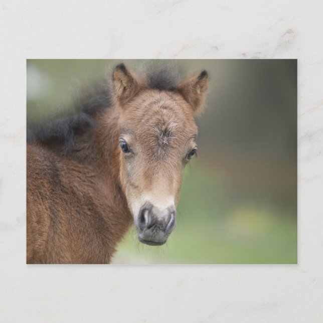 Postal Cute Foal Baby Horse (Anverso)