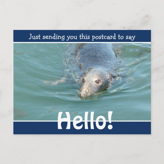Postal Cute Funny Seal sólo está diciendo Hola (Anverso)