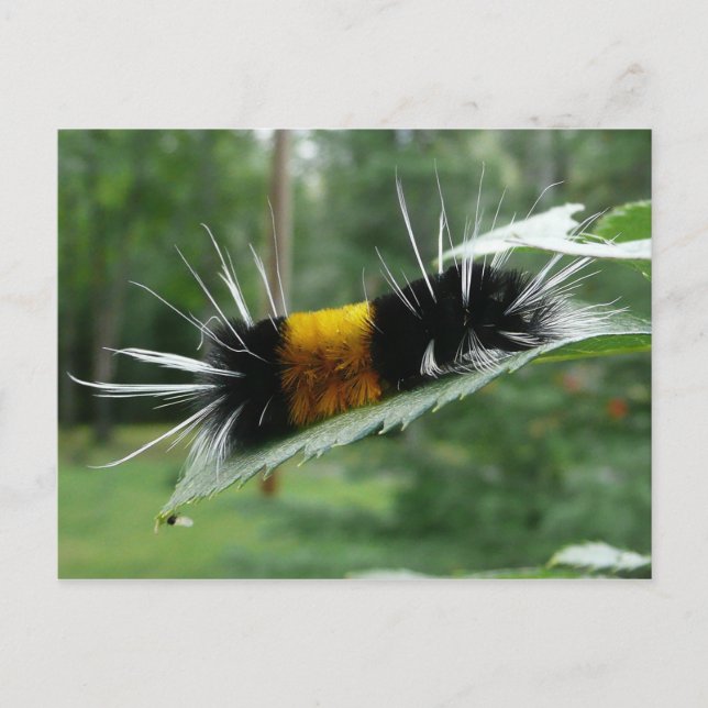 Postal Cute Fuzzy Caterpillar (Anverso)