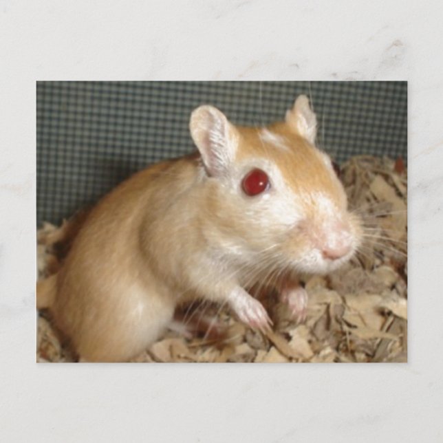 Postal Cute Gerbil (Anverso)