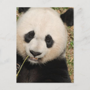Postal Cute Giant Panda Bear