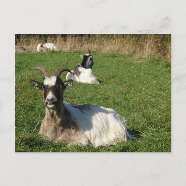 Postal Cute Goats DIY (Anverso)
