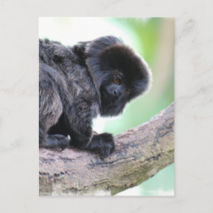 Postal Cute Goeldi