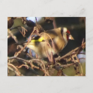 Postal Cute Goldfinch Close DIY Postcard