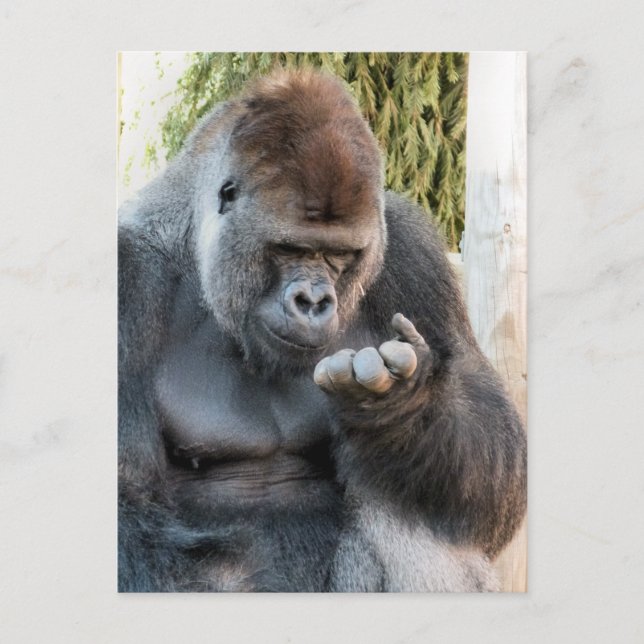 POSTAL CUTE GORILLA (Anverso)