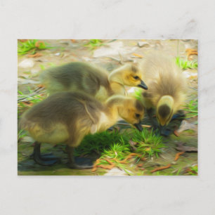 Postal Cute Gosling