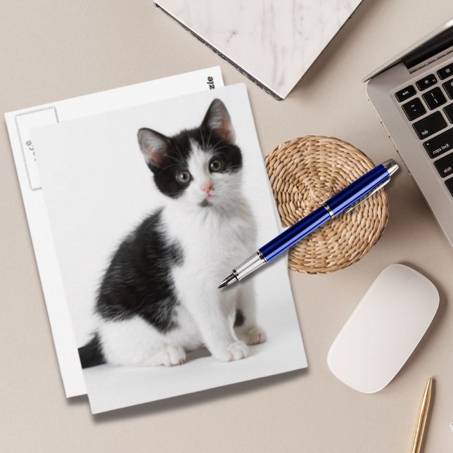 Postal Cute Gracioso gatito peludo negro y blanco gato (Cute Funny furry kitten black and white cat Postcard)