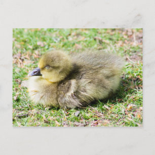 Postal Cute Greylag Gosling
