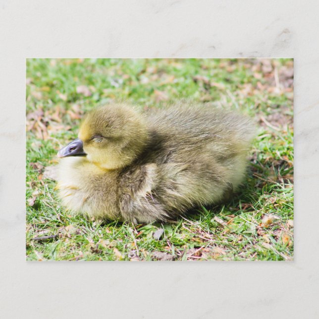 Postal Cute Greylag Gosling (Anverso)
