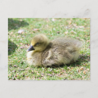 Postal Cute Greylag Gosling