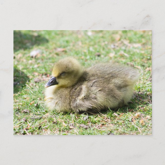 Postal Cute Greylag Gosling (Anverso)