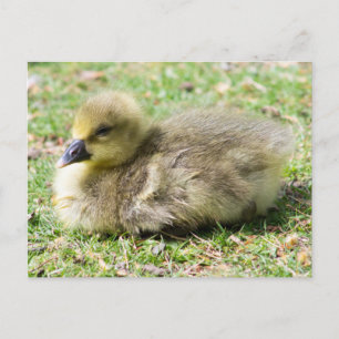 Postal Cute Greylag Gosling