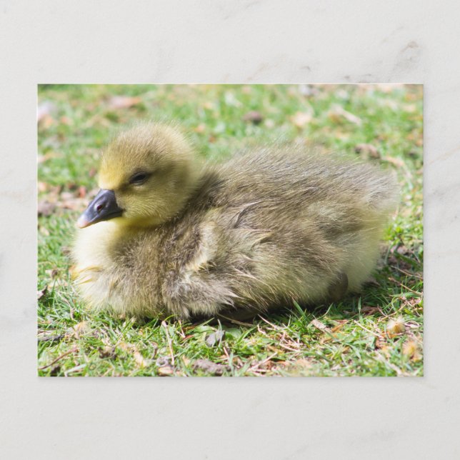 Postal Cute Greylag Gosling (Anverso)