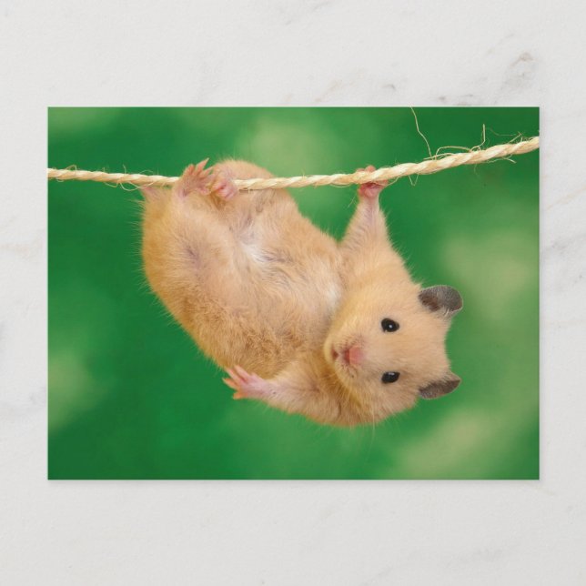 Postal Cute Hamster (Anverso)