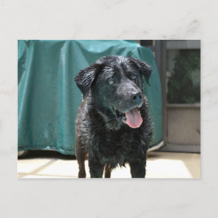 Postal Cute Happy Wet Black Lab se pone en el billar