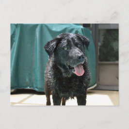 Postal Cute Happy Wet Black Lab se pone en el billar