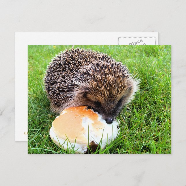 POSTAL CUTE HEDGEHOG (Anverso / Reverso)