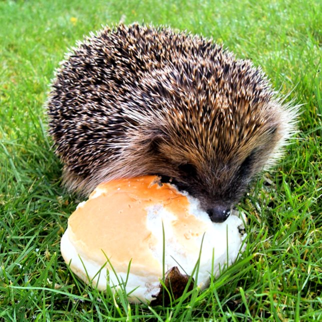 POSTAL CUTE HEDGEHOG (Subido por el creador)