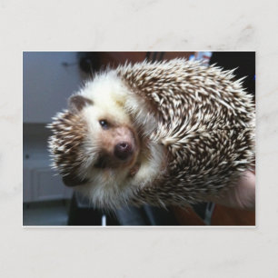 Postal Cute Hedgehog