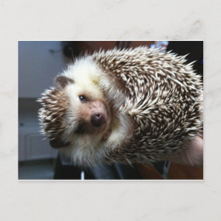 Postal Cute Hedgehog