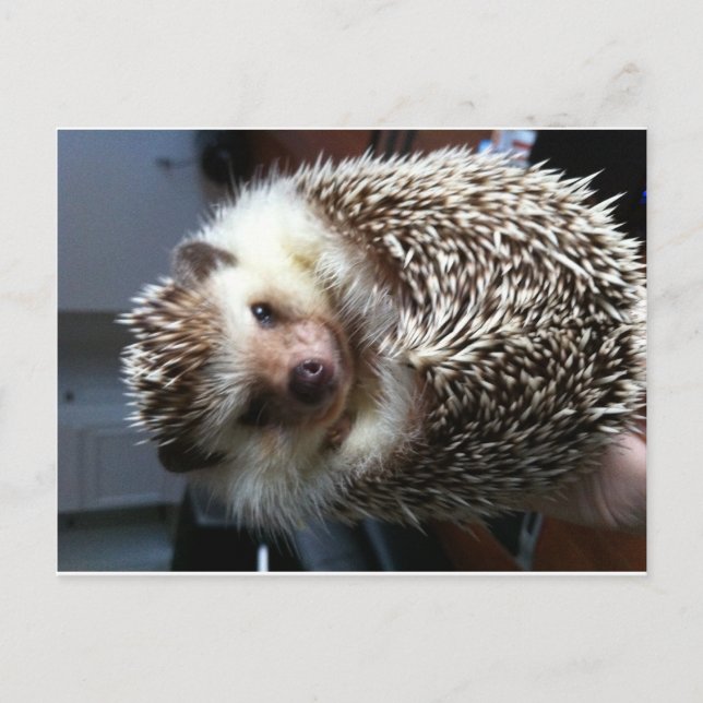 Postal Cute Hedgehog (Anverso)