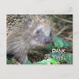Postal Cute Hedgehog Dank Je Wel Postcard